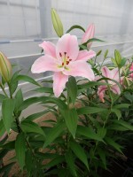 [4211 Emani No01.JPG]